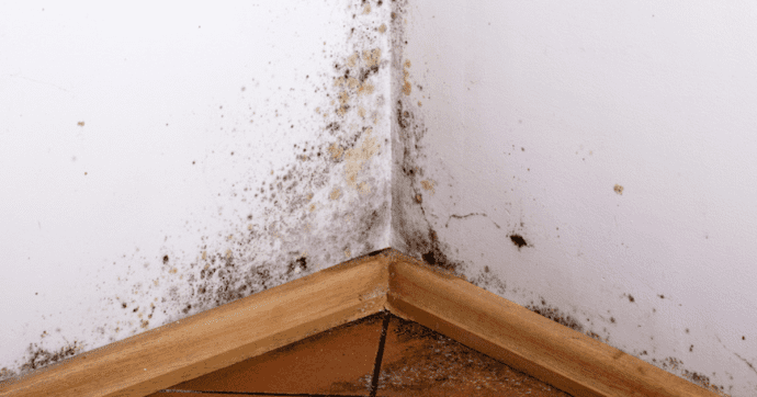 Schimmel op de muur door optrekkend vocht