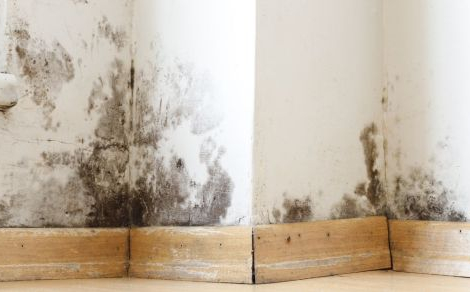 Schimmel op de muur 