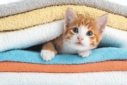 Kat verstopt zich tussen de handdoeken